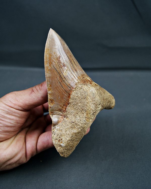 Otodus megalodon