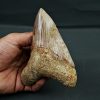 Otodus megalodon