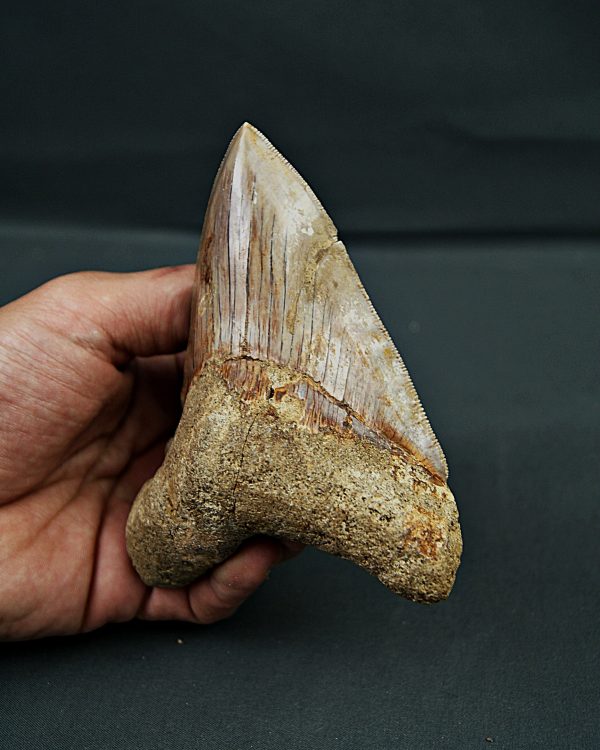 Otodus megalodon