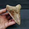 Otodus megalodon