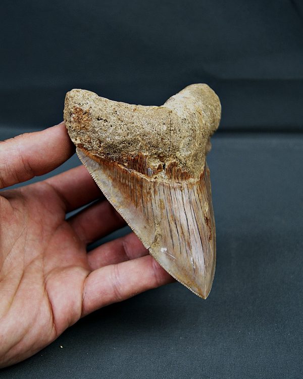 Otodus megalodon