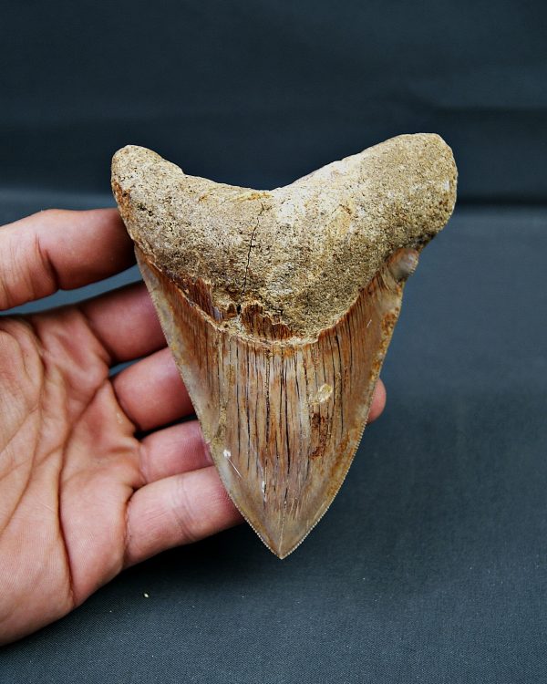 Otodus megalodon