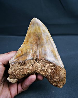 Gigante de Otodus megalodon