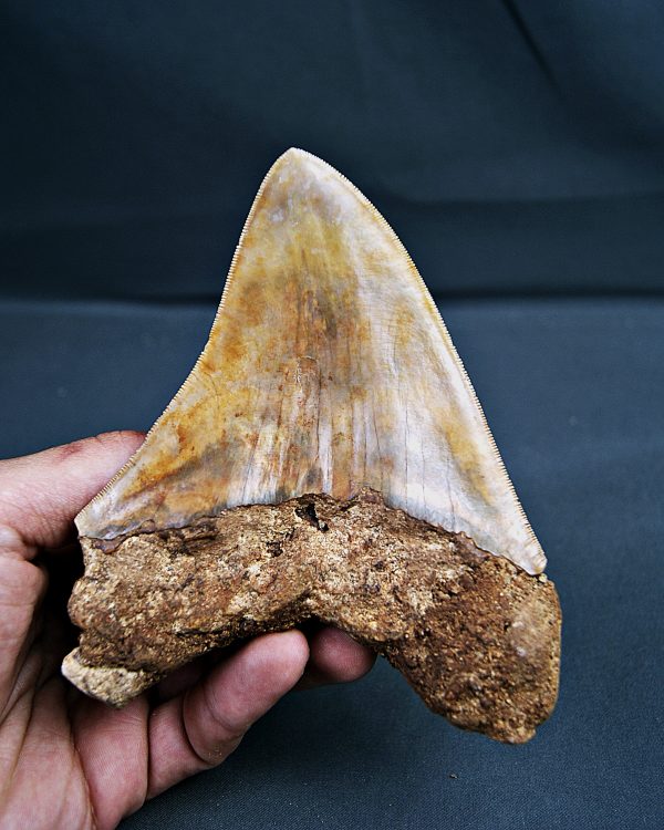 SONY DSC Gigante de Otodus megalodon