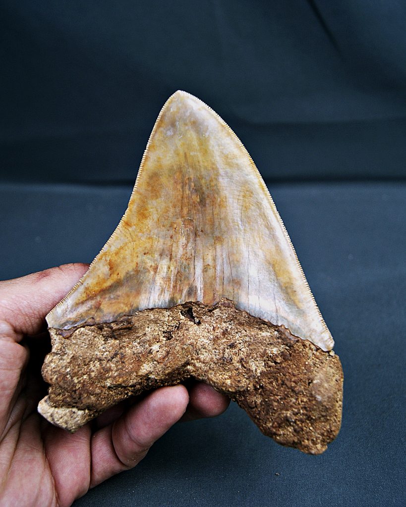 Gigante de Otodus megalodon