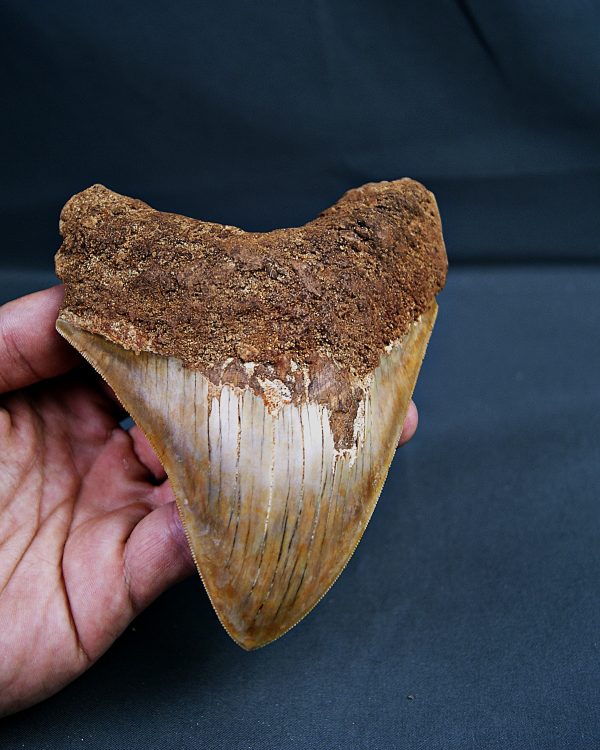 SONY DSC Gigante de Otodus megalodon