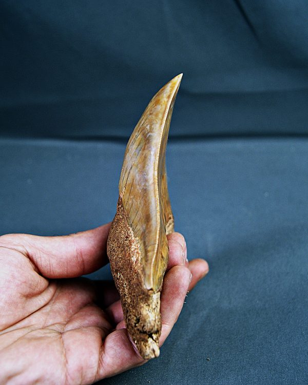 SONY DSC Gigante de Otodus megalodon
