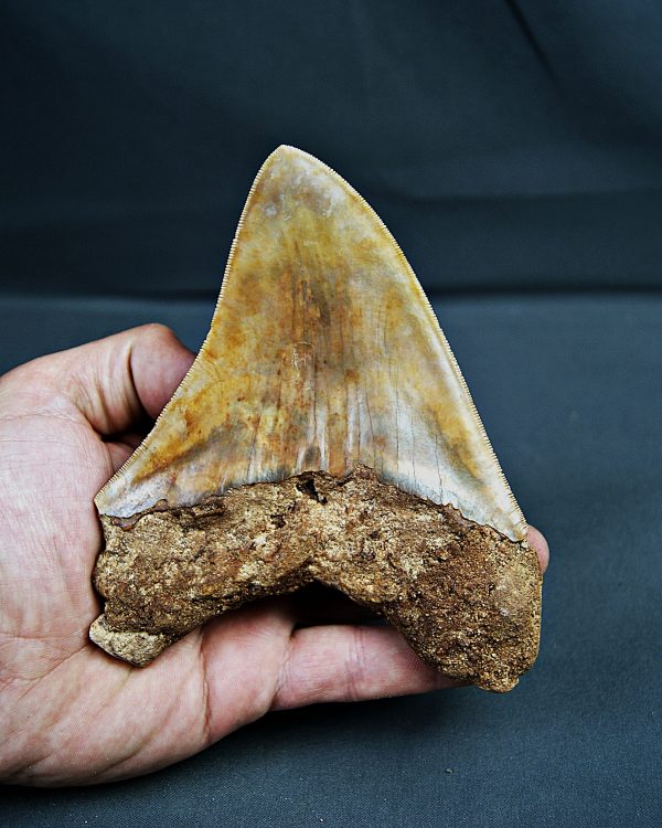 SONY DSC Gigante de Otodus megalodon
