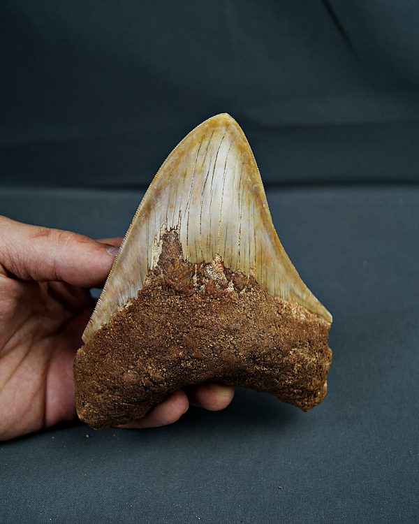 SONY DSC Gigante de Otodus megalodon