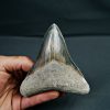 SONY DSC Diente de Otodus megalodon