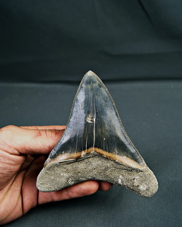 SONY DSC Diente de Otodus megalodon