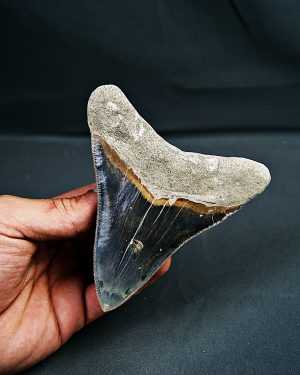 Diente de Otodus megalodon