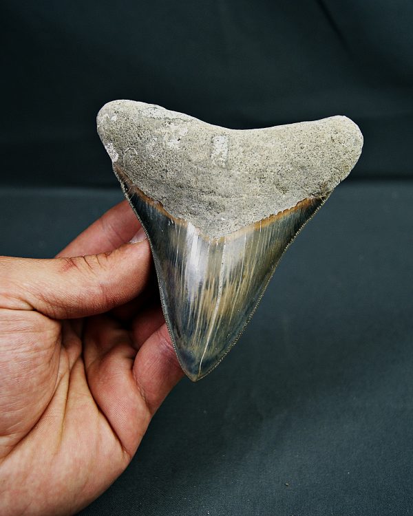 SONY DSC Diente de Otodus megalodon