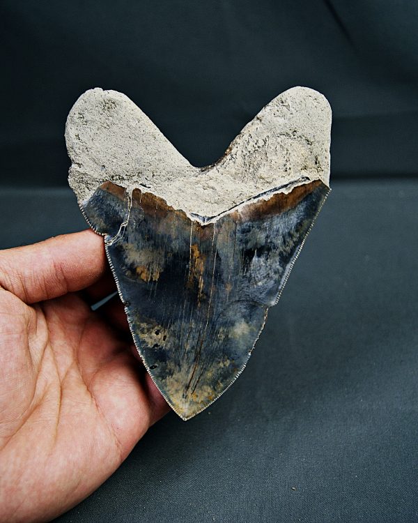 Otodus megalodon
