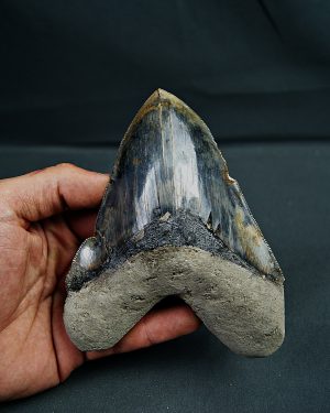 SONY DSC Otodus megalodon
