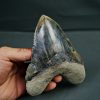 SONY DSC Otodus megalodon