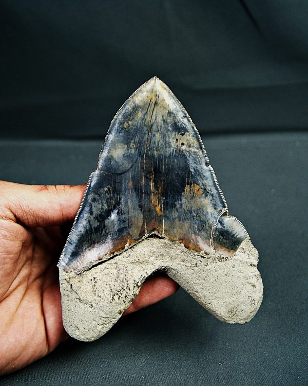 SONY DSC Otodus megalodon
