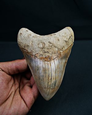 SONY DSC Otodus megalodon