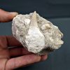 Gavialimimus almaghribensis