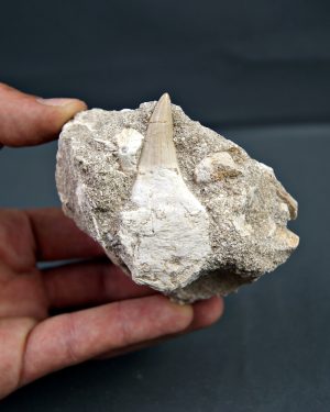 Gavialimimus almaghribensis