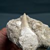 Gavialimimus almaghribensis