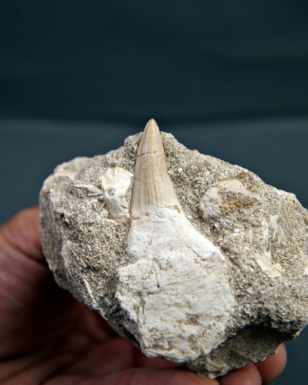 Gavialimimus almaghribensis