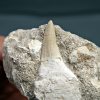 Gavialimimus almaghribensis