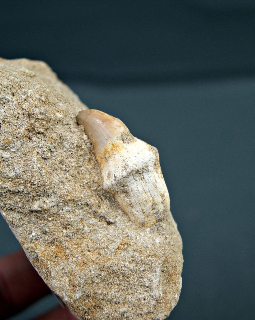 Mosasaurus anceps
