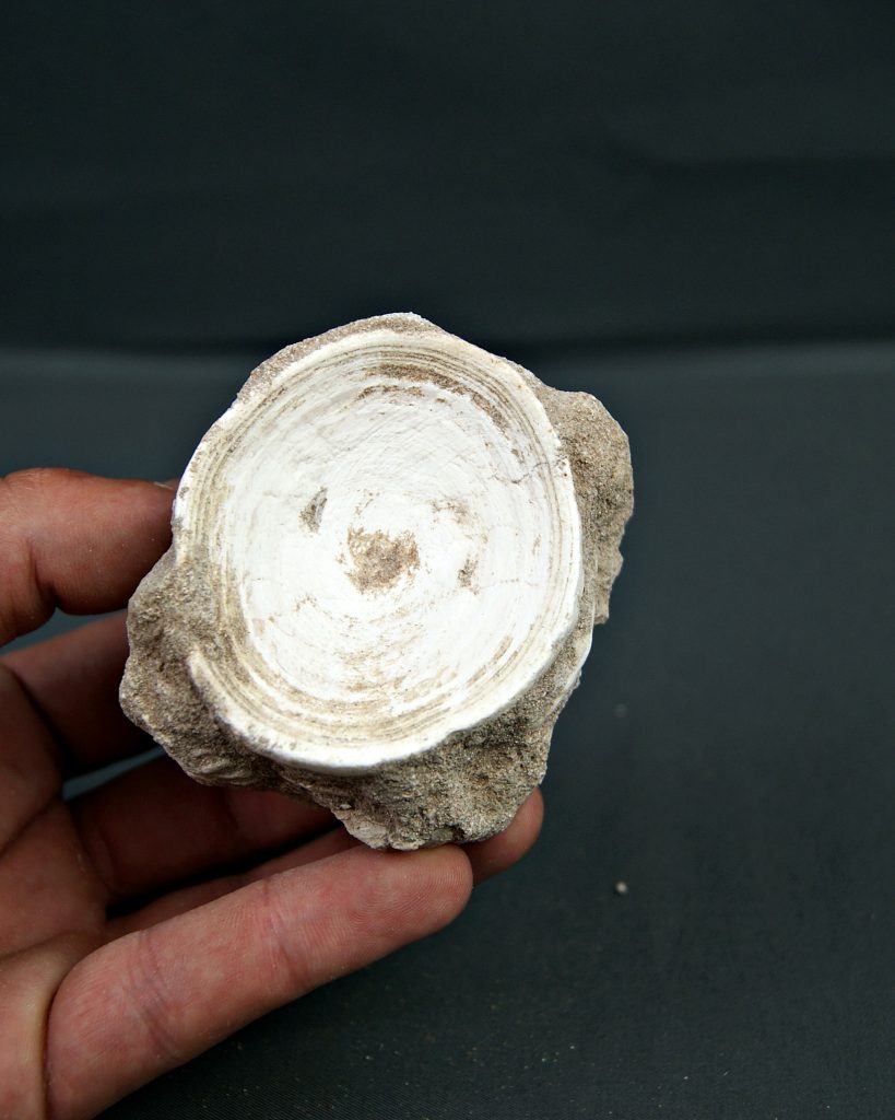 Vértebra de Otodus obliquus