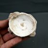 Vértebra de Otodus obliquus