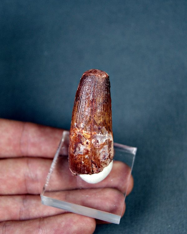 Spinosaurus aegyptiacus