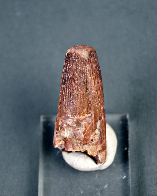 Spinosaurus aegyptiacus