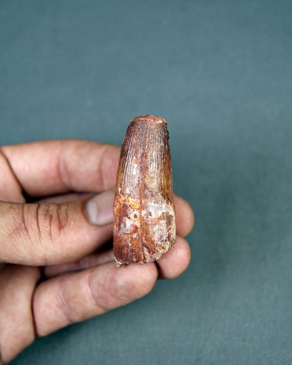Spinosaurus aegyptiacus