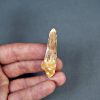 Spinosaurus aegyptiacus