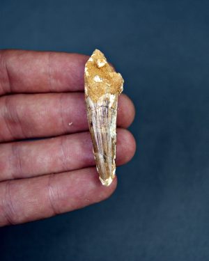 Spinosaurus aegyptiacus