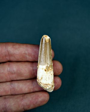Spinosaurus aegyptiacus