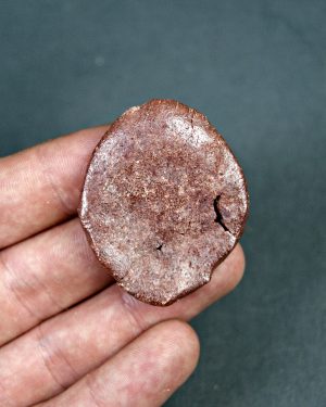 Osteodermo no descrito