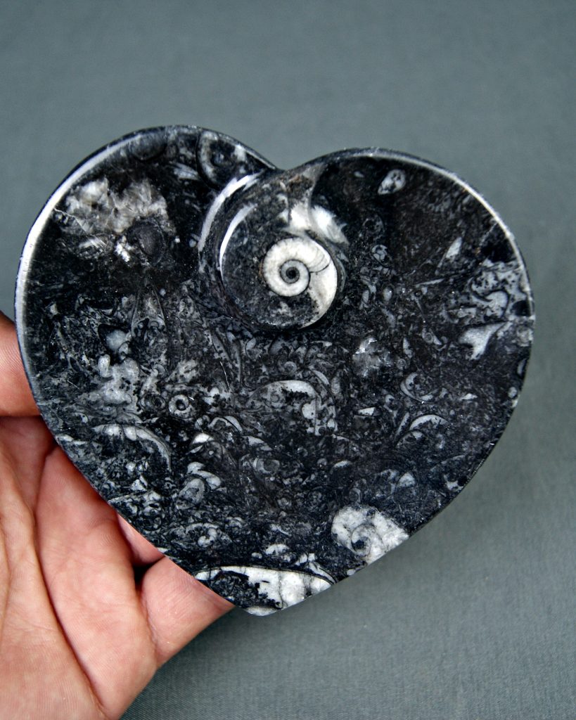 Cuenco fósil corazón (UND)