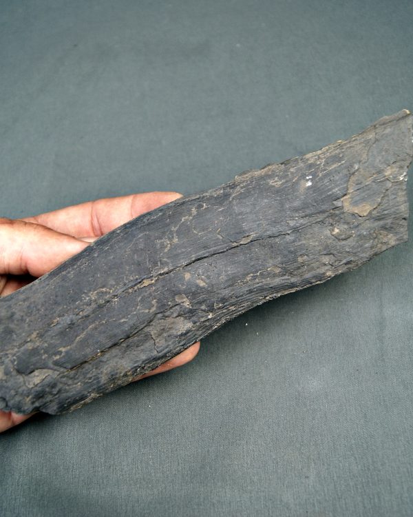 Corteza de Calamites