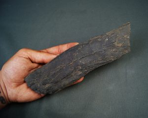Corteza de Calamites