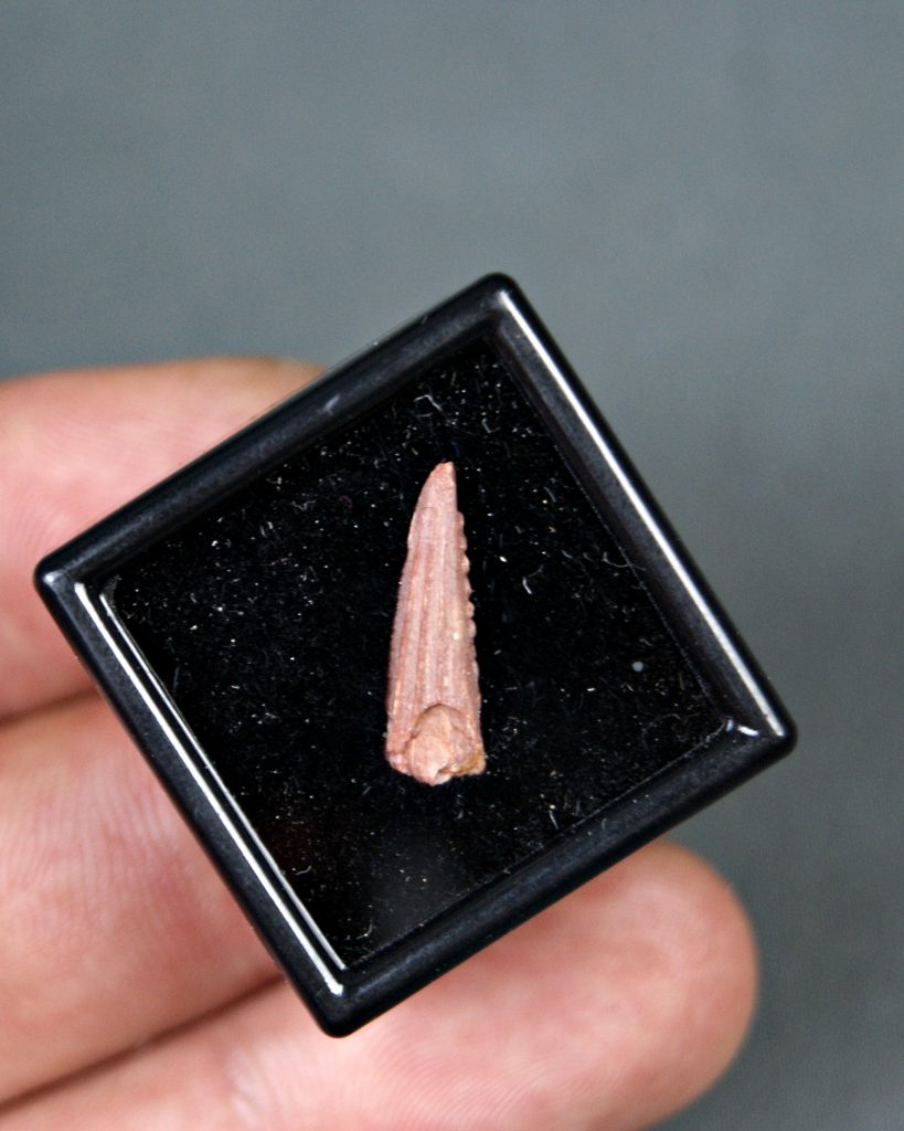Aleta dorsal de Hybodus