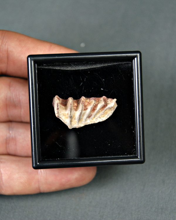 Ceratodus africanus