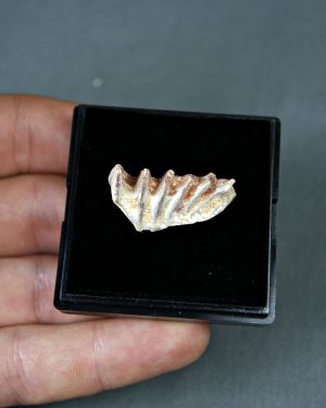 Ceratodus africanus