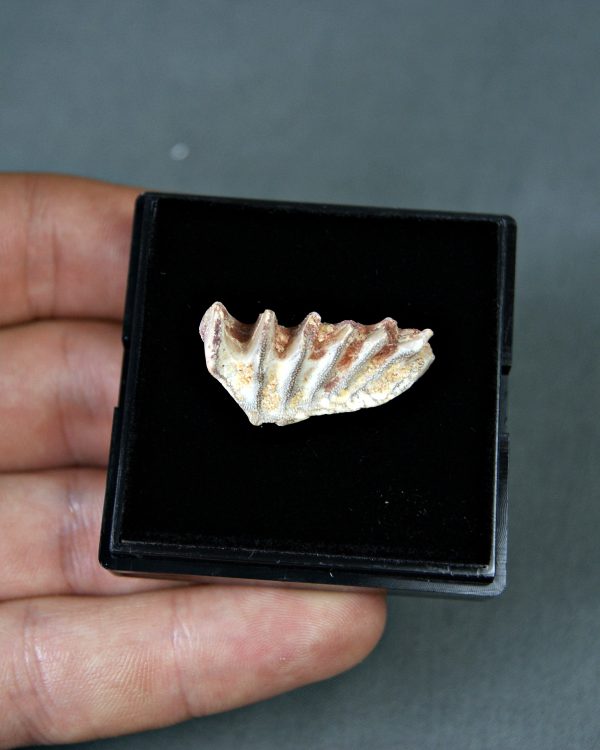 Ceratodus africanus