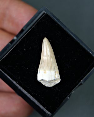 Dyrosaurus maghribensis
