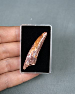 Spinosaurus aegyptiacus