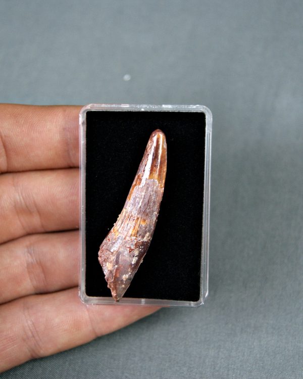 Spinosaurus aegyptiacus