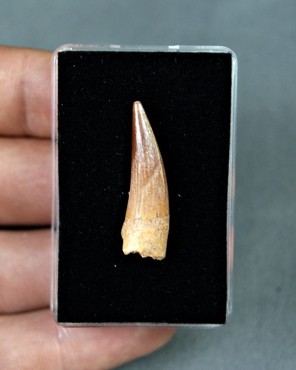 Spinosaurus aegyptiacus