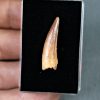 Spinosaurus aegyptiacus