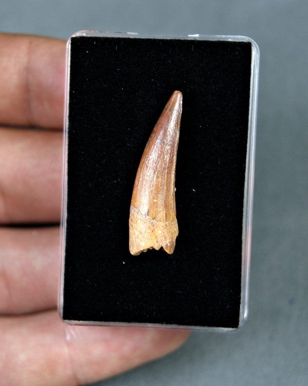 Spinosaurus aegyptiacus